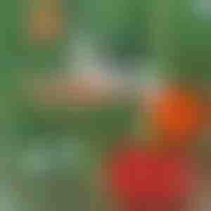 Profesjonalny zszywacz do roślin | PLANTBRAND