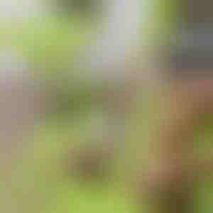 Deska do Krojenia bez Bałaganu z Odłączanym Pojemnikiem 2 w 1 | CHOPPINATA